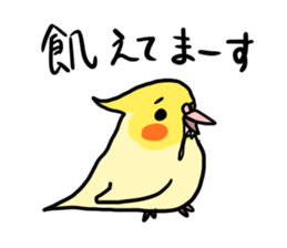 your honey cockatiel sticker #7229409
