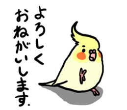 your honey cockatiel sticker #7229413