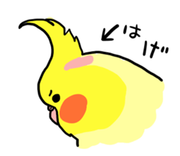 your honey cockatiel sticker #7229422