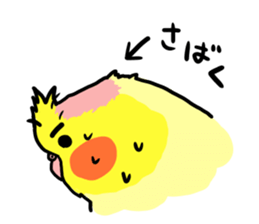 your honey cockatiel sticker #7229423