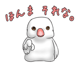 Java sparrow which uses dialect of Osaka sticker #7233509
