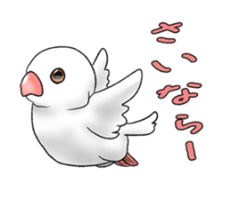 Java sparrow which uses dialect of Osaka sticker #7233511
