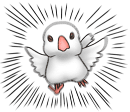 Java sparrow which uses dialect of Osaka sticker #7233517