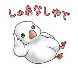 Java sparrow which uses dialect of Osaka sticker #7233525