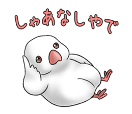 Java sparrow which uses dialect of Osaka sticker #7233525