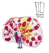 color animals sticker #7235237