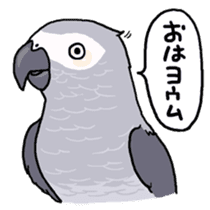 Cockatiel and Grey Parrot sticker #7242171