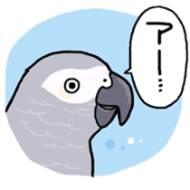 Cockatiel and Grey Parrot sticker #7242174