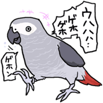 Cockatiel and Grey Parrot sticker #7242190