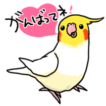 Cockatiel and Grey Parrot sticker #7242195