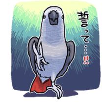 Cockatiel and Grey Parrot sticker #7242197