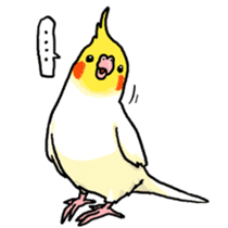 Cockatiel and Grey Parrot sticker #7242200