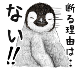 co penguin 2 sticker #7246576