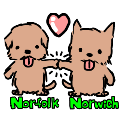 Norwich & Norfolk Terriers