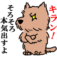 Norwich & Norfolk Terriers sticker #7250825