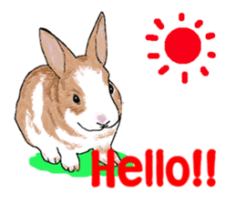 Our beloved rabbit (English version) sticker #7254499