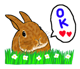 Our beloved rabbit (English version) sticker #7254500