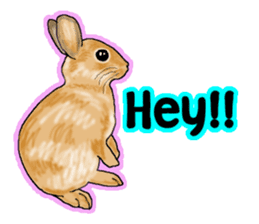 Our beloved rabbit (English version) sticker #7254531