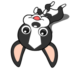 Adorable Boston Terrier Showtime sticker #7256510