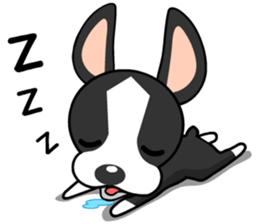 Adorable Boston Terrier Showtime sticker #7256524