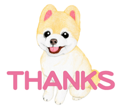 Pomeranian Sticker 2 sticker #7265577