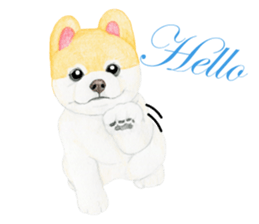 Pomeranian Sticker 2 sticker #7265585