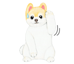 Pomeranian Sticker 2 sticker #7265592