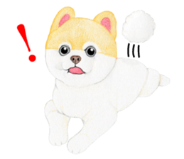 Pomeranian Sticker 2 sticker #7265595