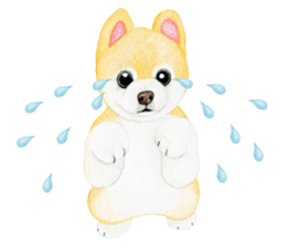 Pomeranian Sticker 2 sticker #7265597