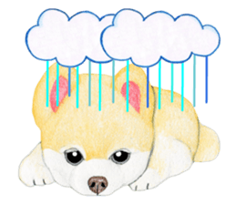 Pomeranian Sticker 2 sticker #7265600