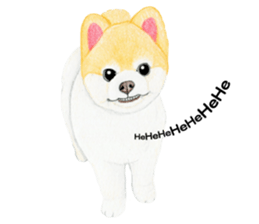 Pomeranian Sticker 2 sticker #7265603