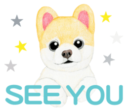 Pomeranian Sticker 2 sticker #7265607