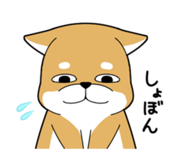 DAME SHIBA sticker #7271059
