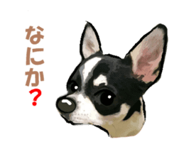 -Chihuahuas-ver.2 sticker #7289241