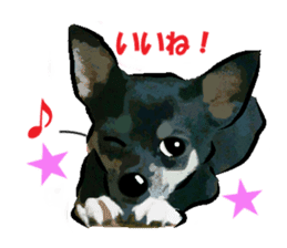 -Chihuahuas-ver.2 sticker #7289243