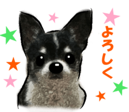-Chihuahuas-ver.2 sticker #7289245