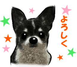 -Chihuahuas-ver.2 sticker #7289245