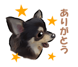 -Chihuahuas-ver.2 sticker #7289251