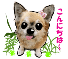 -Chihuahuas-ver.2 sticker #7289259
