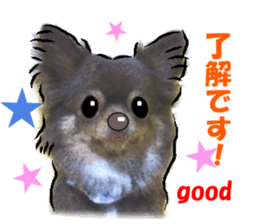 -Chihuahuas-ver.2 sticker #7289260