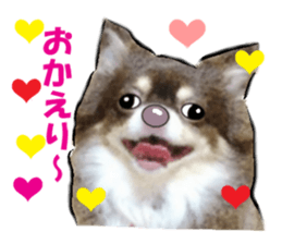 -Chihuahuas-ver.2 sticker #7289261