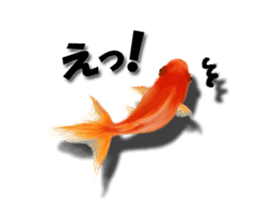 The goldfish which lives in phone! sticker #7298897