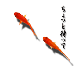 The goldfish which lives in phone! sticker #7298910