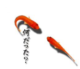 The goldfish which lives in phone! sticker #7298911