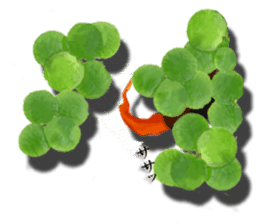 The goldfish which lives in phone! sticker #7298917