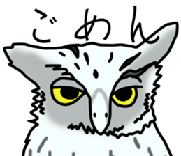 Owls looking at you sticker #7306410