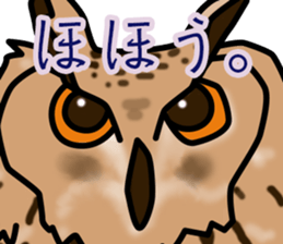 Owls looking at you sticker #7306417