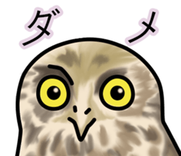 Owls looking at you sticker #7306422