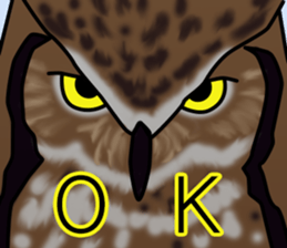 Owls looking at you sticker #7306425