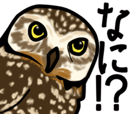 Owls looking at you sticker #7306430